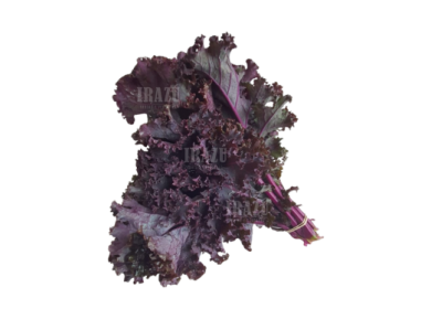 kale morado organico x atado