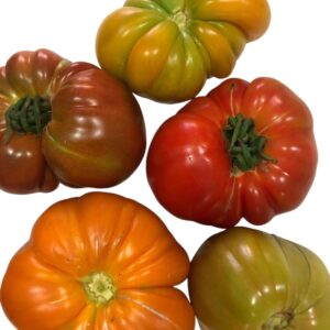 tomate reliquia organico x 500 kgs (Santa Rosa)