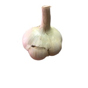 ajo pata de elefante organico x unidad